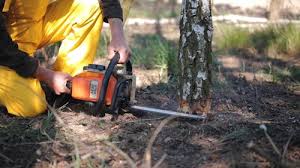 Best Stump Grinding and Removal  in , HI