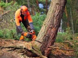 Best Tree Preservation Services  in , HI