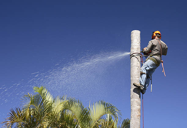 Best Emergency Tree Removal  in , HI