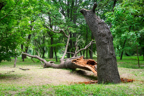 Best Tree Removal  in , HI