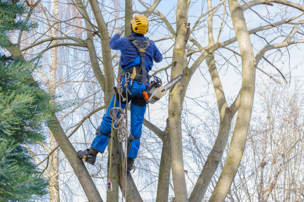Best Tree Risk Assessment  in , HI