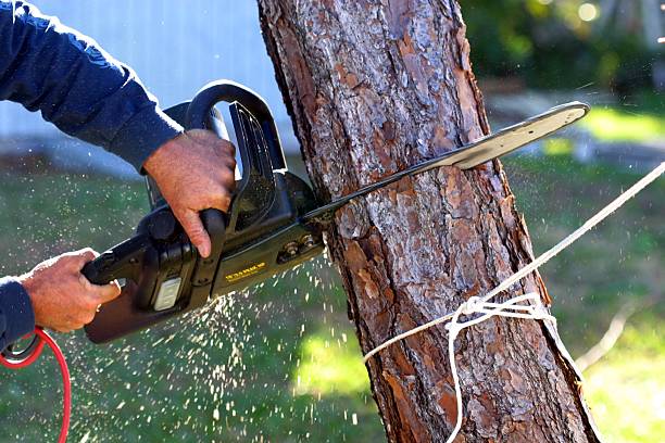  , HI Tree Care Pros