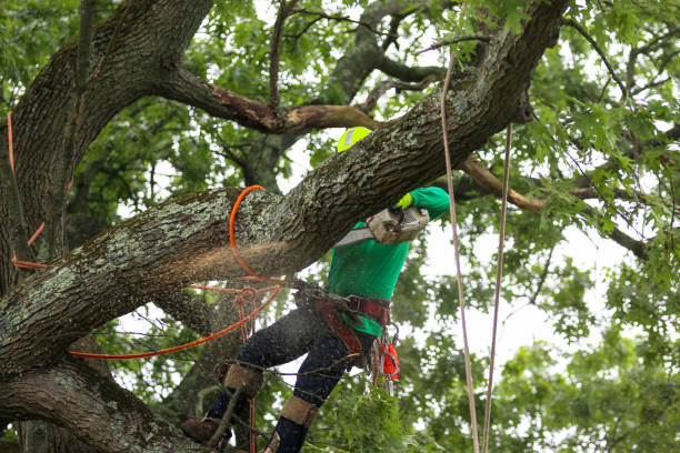 Best Pest Control for Lawns  in , HI