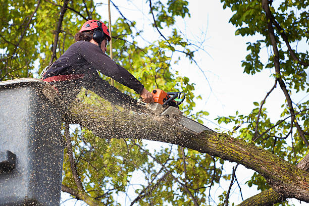 Best Storm Damage Tree Cleanup  in , HI
