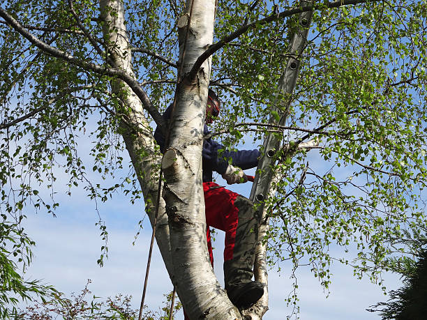 Best Arborist Consultation Services  in , HI