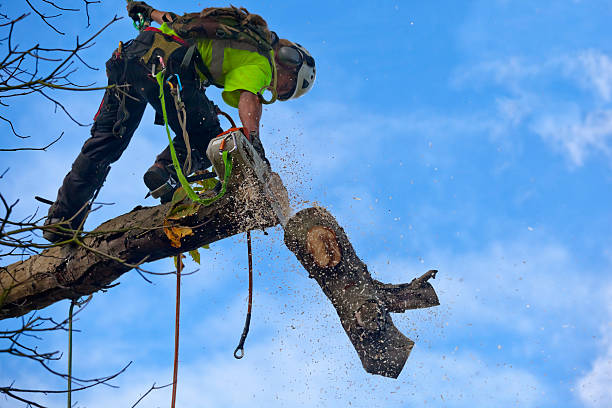 Best Tree Trimming and Pruning  in , HI